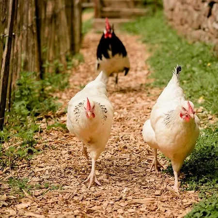 펜션 Nengshof Wildrose Wißmannsdorf