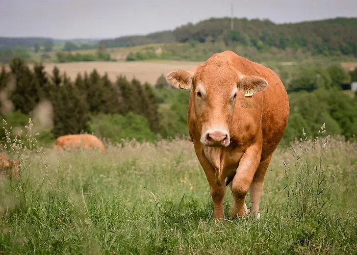 Nengshof Wildrose * Висмансдорф