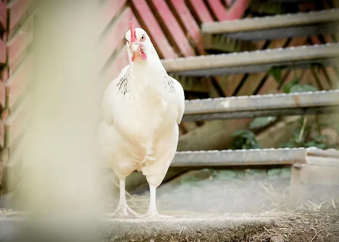 Nengshof Wildrose Дом отдыха *