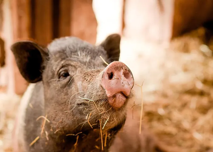 Nengshof Wildrose Дом отдыха