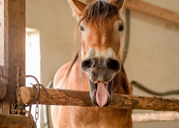 Nengshof Wildrose Дом отдыха *