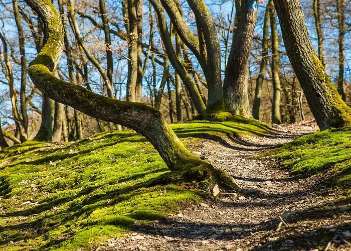 Nengshof Wildrose Wißmannsdorf